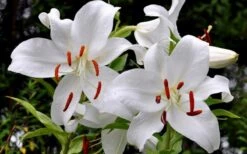 Casablanca Oriental Lily - 1 Gallon Pot -Wilson Bros Gardens Shop Lilium Casablanca 2
