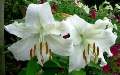 Casablanca Oriental Lily - 1 Gallon Pot -Wilson Bros Gardens Shop Lilium Casablanca 4