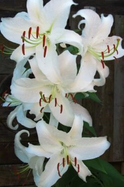 Casablanca Oriental Lily - 1 Gallon Pot -Wilson Bros Gardens Shop Lilium Casablanca 5