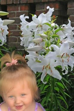 Casablanca Oriental Lily - 1 Gallon Pot -Wilson Bros Gardens Shop Lilium Casablanca 8