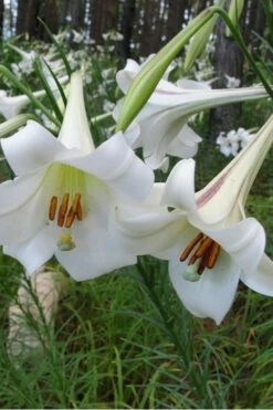 Philippine Lily - 1 Quart Pot -Wilson Bros Gardens Shop Lilium Pilippinense 1