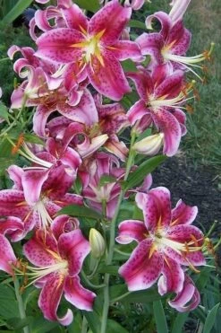 Stargazer Oriental - 1 Gallon Pot 8 Stargazer Oriental - 1 Gallon Pot -Wilson Bros Gardens Shop Lilium Stargazer 1