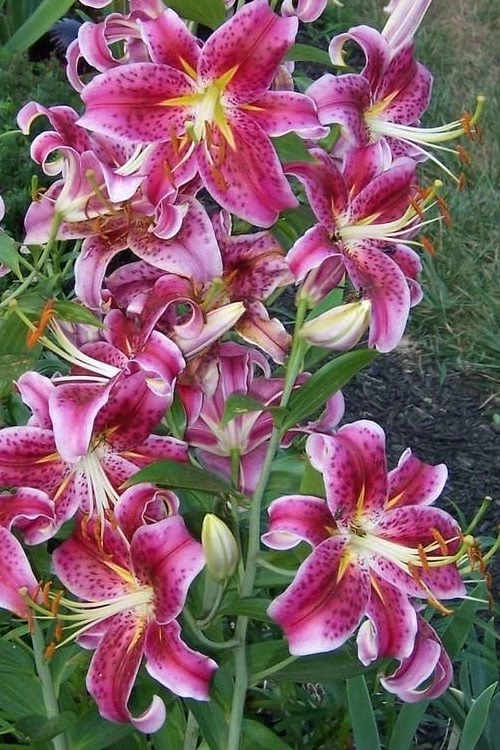 Stargazer Oriental - 1 Gallon Pot 4 Stargazer Oriental - 1 Gallon Pot - Image 4