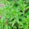 Rau Om, Rice Paddy Herb (Limnophila Aromatica)