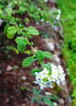 Jamaican Oregano (Lippia Micromera) -Wilson Bros Gardens Shop Lippia micromera flowers