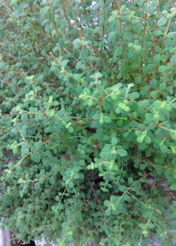 Jamaican Oregano (Lippia Micromera) -Wilson Bros Gardens Shop Lippia micromera shrub