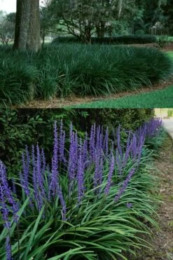 Big Blue Lilyturf - Liriope Muscari - 18 Count Flat Of Pint Pots -Wilson Bros Gardens Shop Liriope Big Blue 13 1