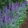 Big Blue Lilyturf - Liriope Muscari - 18 Count Flat Of Pint Pots