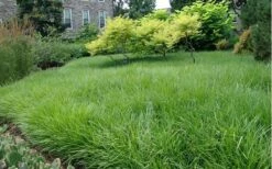 Creeping Lilyturf (Liriope Spicata) - 72 Pack Of 3.5" Pint Pots -Wilson Bros Gardens Shop Liriope Creeping Landscape 3