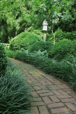 Emerald Goddess Liriope (Lilyturf) - 6-Pack Of 1 Gallon Pots -Wilson Bros Gardens Shop Liriope Emerald Goddess 2