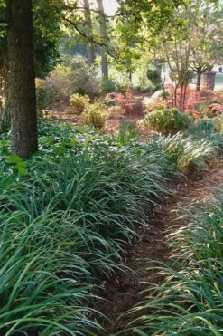 Emerald Goddess Liriope (Lilyturf) - 6-Pack Of 1 Gallon Pots -Wilson Bros Gardens Shop Liriope Emerald Goddess 500x750 1
