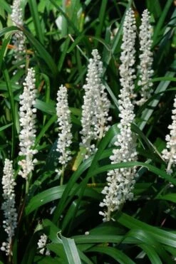 Monroe's White Liriope - Lilyturf - 18 Count Flat Of Pint Pots -Wilson Bros Gardens Shop Liriope Monroe White 10 1