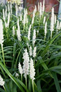 Monroe's White Liriope - Lilyturf - 3 Pack Of Pint Pots -Wilson Bros Gardens Shop Liriope Monroes White 500x750 2