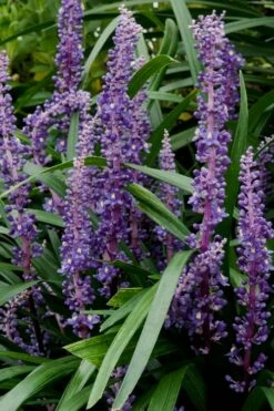 Royal Purple Liriope - Lilyturf - 6 Pack Of 1 Pint Pots -Wilson Bros Gardens Shop Liriope Royal Purple 16
