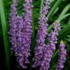 Royal Purple Liriope (Lilyturf) - 1 Gallon Pot