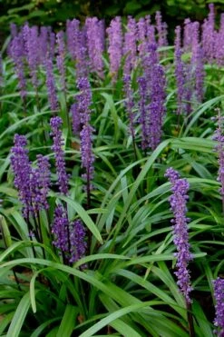 Royal Purple Liriope - Lilyturf - 6 Pack Of 1 Pint Pots -Wilson Bros Gardens Shop Liriope Royal Purple 500x750 1