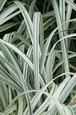 Silver Dragon Liriope - Lilyturf - 18 Count Flats Of Pint Pots -Wilson Bros Gardens Shop Liriope Silver Dragon 11 1
