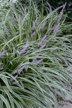 Silvery Sunproof Variegated Liriope - Lilyturf - 3 Pack Of Pint Pots