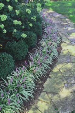 Silvery Sunproof Variegated Liriope - Lilyturf - 1 Gallon Pot -Wilson Bros Gardens Shop Liriope Silvery Sunproof 15 1