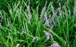 Creeping Lilyturf - Liriope Spicata - 10 Pack Of Pint Pots -Wilson Bros Gardens Shop Liriope Spicata 50 4