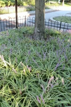 Variegated Liriope - Lilyturf - 18 Count Flat Of 3.5" Pint Pots -Wilson Bros Gardens Shop Liriope Variegata 6