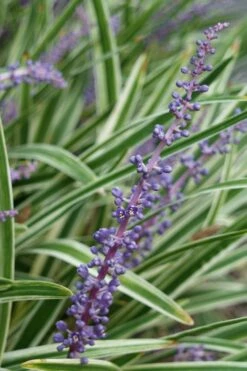 Variegated Liriope - Lilyturf - 72 Pack Of 3.5" Pint Pots -Wilson Bros Gardens Shop Liriope Variegata 7 4