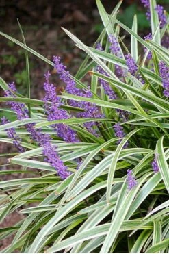 Variegated Liriope (Monkey Grass / Lilyturf) - 1 Gallon Pot -Wilson Bros Gardens Shop Liriope Variegated 15 1