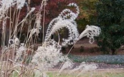 Bandwidth Dwarf Zebra Grass - 1 Gallon Pot -Wilson Bros Gardens Shop Little Zebra Grass 1 2