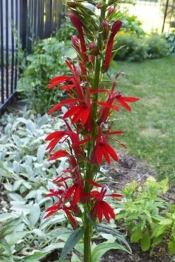Red Cardinal Flower (Lobelia Cardinalis) - 1 Gallon Pot -Wilson Bros Gardens Shop Lobelia Cardinalis Cardinal Flower 2 2