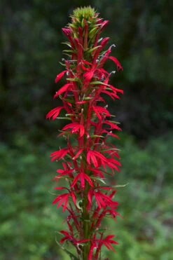 Red Cardinal Flower (Lobelia Cardinalis) - 1 Gallon Pot -Wilson Bros Gardens Shop Lobelia Cardinalis Cardinal Flower 3 2