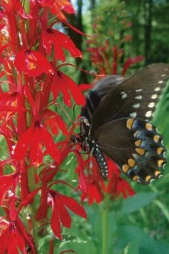 Red Cardinal Flower (Lobelia Cardinalis) - 8 Pack Of 1 Gallon Pots -Wilson Bros Gardens Shop Lobelia Cardinalis Cardinal Flower 4