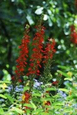Red Cardinal Flower (Lobelia Cardinalis) - 1 Gallon Pot -Wilson Bros Gardens Shop Lobelia Cardinalis Cardinal Flower 5 2