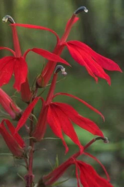 Red Cardinal Flower (Lobelia Cardinalis) - 1 Gallon Pot -Wilson Bros Gardens Shop Lobelia Cardinalis Cardinal Flower 6 2