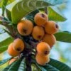Loquat Tree - Eriobotrya Japonica - 5 Gallon Pot