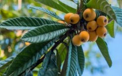 Loquat Tree - Eriobotrya Japonica - 3 Gallon Pot -Wilson Bros Gardens Shop Loquat 12