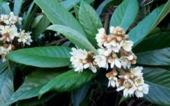 Loquat Tree - Eriobotrya Japonica - 3 Gallon Pot -Wilson Bros Gardens Shop Loquat Tree Flowers
