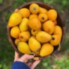 Loquat 'Christmas' (Eriobotrya Japonica)