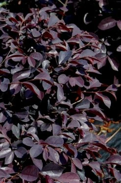 Carolina Midnight Loropetalum - 3 Gallon Pot -Wilson Bros Gardens Shop Loropetalum Carolina Midnight 10 2