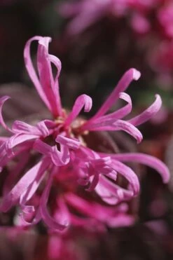 Carolina Midnight Loropetalum - Single Trunk Topiary Tree - 5 Gallon Pot -Wilson Bros Gardens Shop Loropetalum Carolina Midnight Flower 1