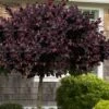 Carolina Midnight Loropetalum - Single Trunk Topiary Tree - 5 Gallon Pot