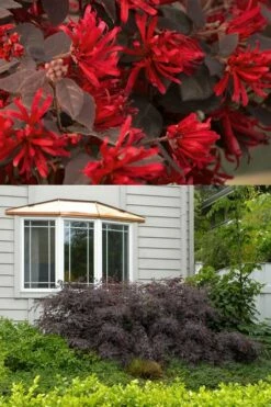 Ever Red Loropetalum (Chinese Fringeflower) - 3 Gallon Pot -Wilson Bros Gardens Shop Loropetalum Ever Red 2 500x750 2