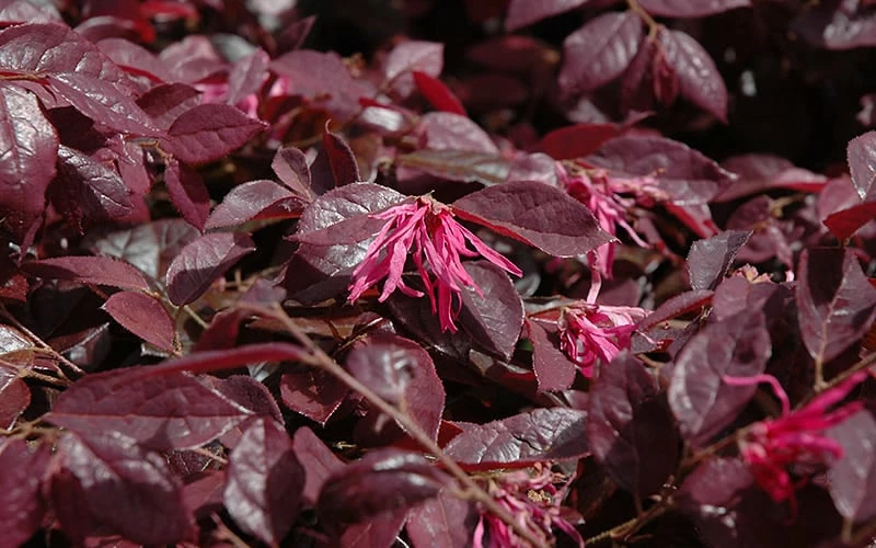 Plum Delight Loropetalum - Chinese Fringeflower - 3 Gallon Pot 4 Plum Delight Loropetalum - Chinese Fringeflower - 3 Gallon Pot - Image 4