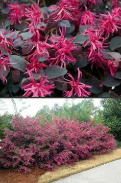 Plum Delight Loropetalum - Chinese Fringeflower - 3 Gallon Pot