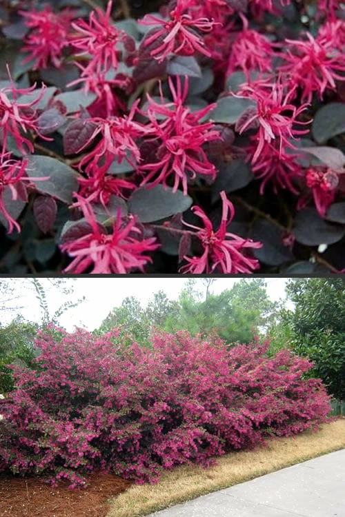 Plum Delight Loropetalum - Chinese Fringeflower - 3 Gallon Pot 1 Plum Delight Loropetalum - Chinese Fringeflower - 3 Gallon Pot