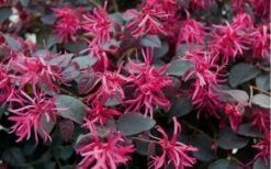 Plum Delight Loropetalum - Chinese Fringeflower - 3 Gallon Pot 11 Plum Delight Loropetalum - Chinese Fringeflower - 3 Gallon Pot -Wilson Bros Gardens Shop Loropetalum Plum Flowers