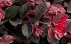 Purple Daydream Dwarf Loropetalum - 1 Gallon Pot -Wilson Bros Gardens Shop Loropetalum Purple Daydream 2 1