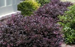 Purple Daydream Dwarf Loropetalum - 1 Gallon Pot -Wilson Bros Gardens Shop Loropetalum Purple Daydream 20 1