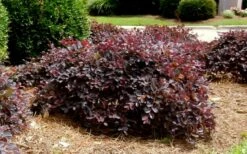 Purple Daydream Dwarf Loropetalum - 3 Gallon Pot -Wilson Bros Gardens Shop Loropetalum Purple Daydream 4 2