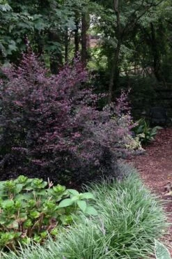 Purple Diamond Loropetalum - 3 Gallon Pot -Wilson Bros Gardens Shop Loropetalum Purple Diamond 20 1
