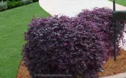 Purple Diamond Loropetalum - 2.5 Quart Pot -Wilson Bros Gardens Shop Loropetalum Purple Diamond 21 2